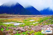 西藏林芝桃花节及布达拉宫大昭寺攻略